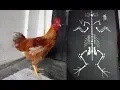 Chicken Skeleton Preparation