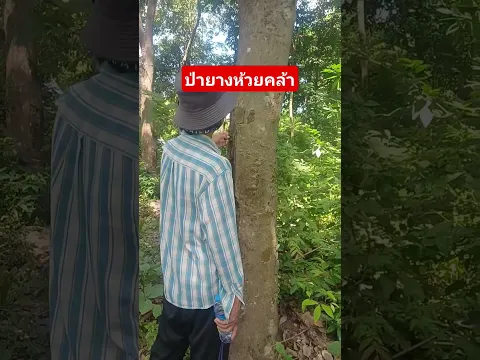 ชมป่ายางห้วยคล้า ต้นใหญ่มาก #ป่ายาง #ป่ายางห้วยคล้า #สวนยางพารา  #สวนยาง