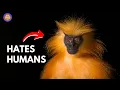 Why Golden Langurs Avoid Humans