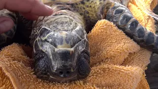 Rescuing A Turtle From A Fishing Net – UNTIE THE LINES III #38