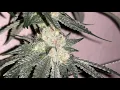 Cookies seedbank - Wet Wet RUNTZ X CHEETAH PISS Day 38 Flower pheno hunt