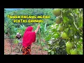 Download Lagu Tanam Bibit kacang duduk #tanaman #sayuran #berkebun
