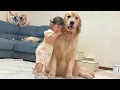 Download Lagu 疲れて眠くなってしまった1歳児の支えになってあげるゴールデンレトリバーが優しすぎました...