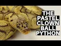 Morph Guide The Pastel Clown Ball Python - Benjamin s Exotics