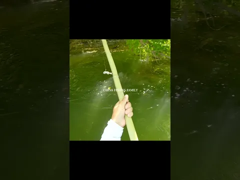 BIG CATFISH at the SURFACE #fishing  #fish #silure