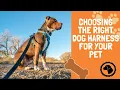 Choosing The Right Dog Harness For Your Pet DOG PRODUCTS