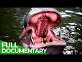 Wildlife Episode 4 World s Largest Land Animals Hippos Rhinos Free Documentary Nature
