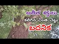 Download Lagu Chinta Chettu Badanika || Badanika Vashikaran || Marugu Mandu Badanika || Mulika Shakti || IN TELUGU