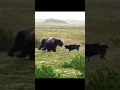 Download Lagu Grizzly Bear Meets My Dog Close Call in theWild!#Grizzly Bear#HuntingLife#BearVsDog#CloseCall