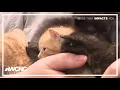 Clear the Shelters returns in effort to get pets adopted