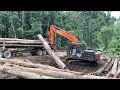 Download Lagu LUAR BIASA!! Proses LOADING kayu LOGS menggunakan Excavator Dari dalam Hutan Rimba
