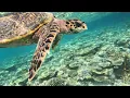 Download Lagu Meet turtles at Lily Beach Maldives by Hector