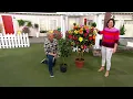 Cottage Farms 1-pc Multicolor Braided Hibiscus Tree Live Plant on QVC