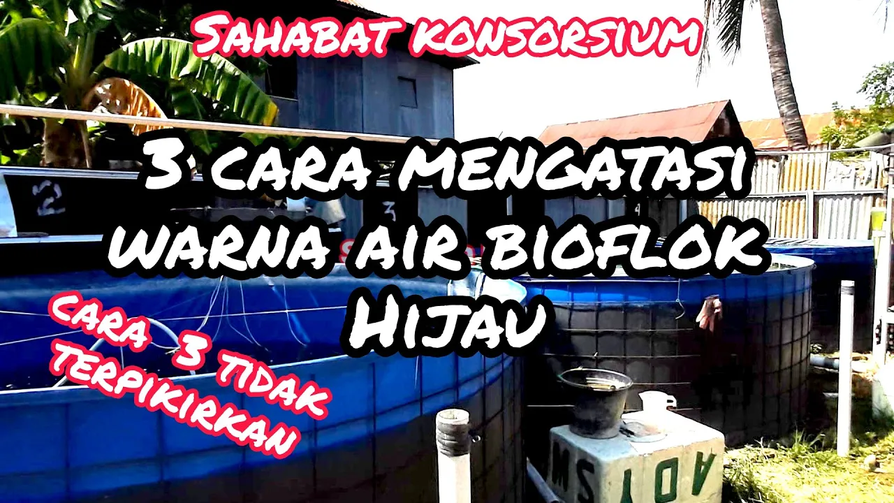 Warna Air Kolam Bioflok Hijau tak kunjung Coklat, begini solusinya....