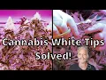 Cannabis White Tips SOLVED OLD SCHOOL CANNABIS GROWER Episode 6