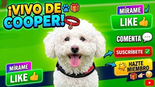 #cooper  está en vivo ##cooper #puppy #dog #live #lives #livestreaming #streaming