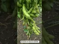 Download Lagu modern soybean farming.
