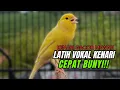 Download Lagu Pancingan Kenari GACOR  Mewah panjang Masteran Kenari PAUD \u0026 agar Kenari diam agar bunyi \u0026 gacor