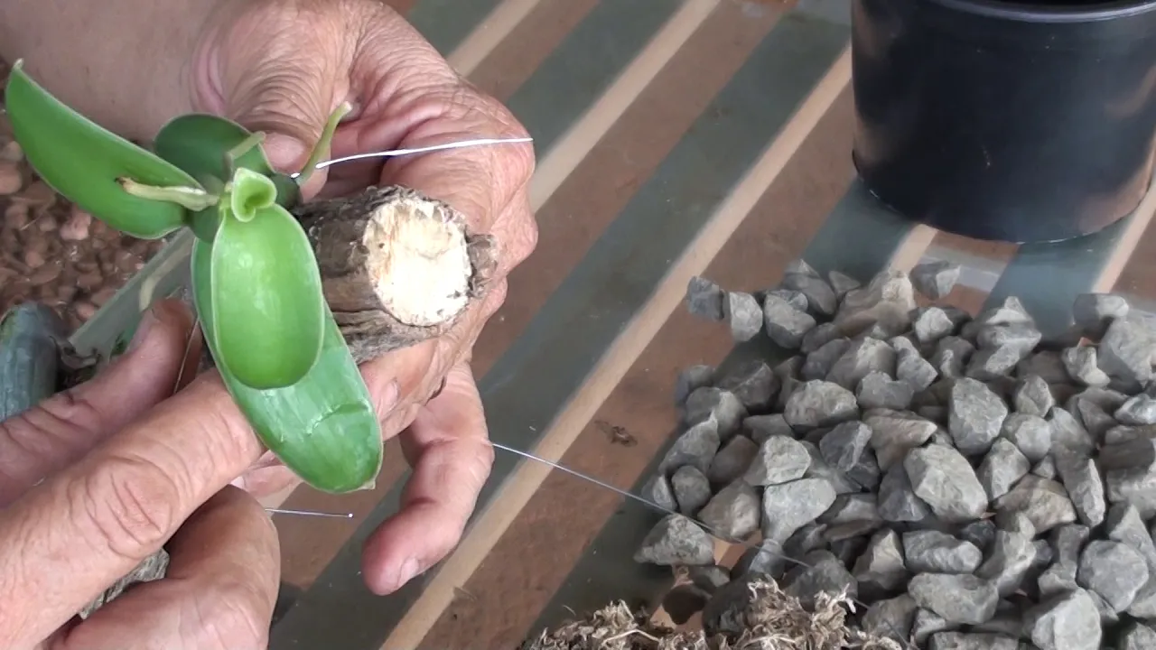 COMO PLANTAR ORQUÍDEA VANILLA OU BAUNILHA