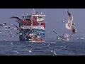 Download Lagu Vogels van een veer