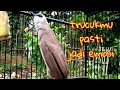 Download Lagu suara panggilan rool mbeset ngropel keras trucuk lain pasti emosi tinggi jadi ikut bunyi