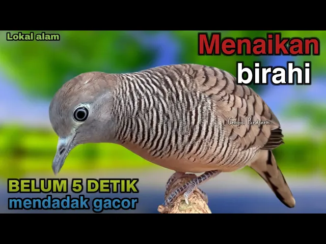 Download MP3 PERKUTUT LOKAL GACOR SUARA BESAR - Masteran Ampuh