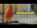 Lagu Suara PANCINGAN Kenari PAUD Belajar Bunyi Ngeriwik || Masteran Kenari Paud #659