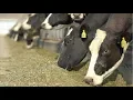Inside IFA Feed Nutrition