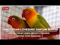 Download Lagu MASTERAN BIRAHI JANTAN MAU KAWIN COCOK UNTUK MENAIKAN BIRAHI LOVEBIRD BETINA 100% BERHASIL