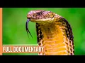Lagu Cold-Blooded Wonders - The Secret Lives of Snakes and Lizards | Full Documentary
