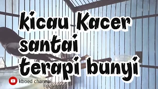kicau kacer santai terapi kacer males bunyi