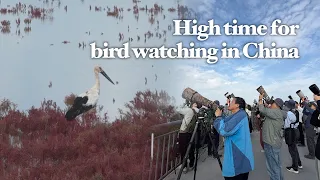 Birdwatching boom at Yellow River Estuary as millions of migratory birds head to China