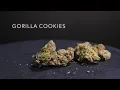Gorilla Cookies Strain Review Nightly Bud