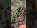 Download Lagu Morning pollen harvesting work #bee #honeybeesting #beefeater