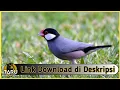 Download Lagu Suara Masteran Burung Gelatik Jawa