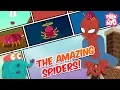 How Amazing Are Spiders - The Dr Binocs Show Best Learning s For Kids Peekaboo Kidz