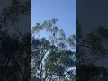 Koala in the gumtree