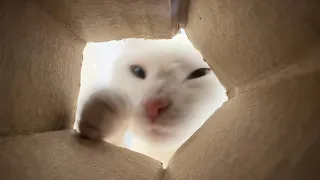 찐빵아 니가 참아 (냥펀치 폭격 🥊)