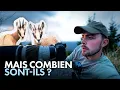 Download Lagu A night close to the chamois (wildlife photography)
