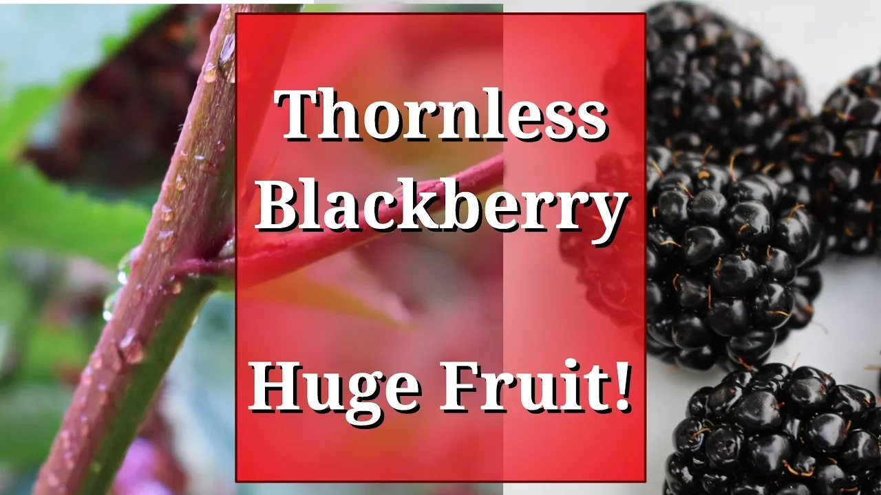 How To Prune Blackberry Bushes - A Guide To Better Yields!