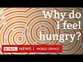 Download Lagu Why do I feel hungry? - BBC World Service
