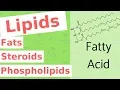 Lipids Fats Steroids and Phospholipids Biological Molecules Simplified