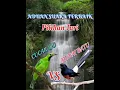 Download Lagu Cucak ijo vs murai batu || Aduan suara terbaik Penuh dengan isian terbaik juga