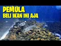 Download Lagu MURAH! REKOMENDASI IKAN - IKAN PREDATOR UNTUK PEMULA