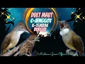 Download Lagu Duet Maut Gereja Tarung | Kapas Tembak | Cucak Jenggot - Masteran Murai Batu, Cendet, Kacer, Cak Ijo