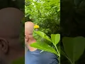Download Lagu Love him ❤️ #sid #parrot #funnyanimals #birds #funnybirds #funny