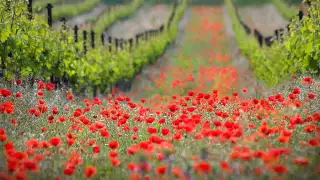 جمالك جمال مش عادي 