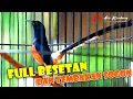 Download Lagu MURAI isian FULL BESETAN KATEM dan tembakan SOGON | shama bird