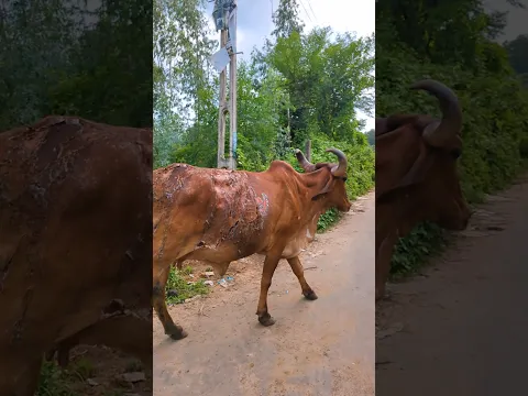 Heartless Cruelty Against an Innocent Cow 💔 | Animal Rescue Awareness #Shorts