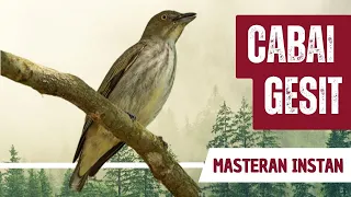 masteran cabai gesit gacor full isian